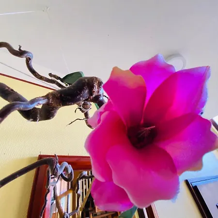 Schmitt Pensionat Waldfenster