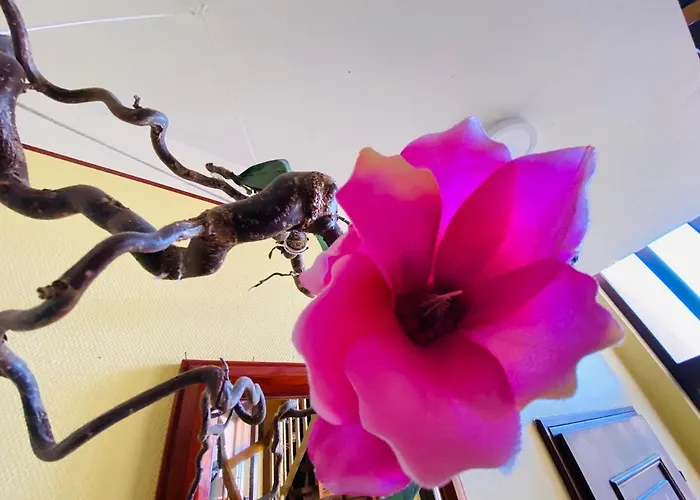 Schmitt 게스트하우스 Waldfenster